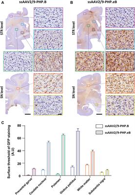 Pilot Study Assessing the Impact of Intrathecal Administration of Variants AAV-PHP.B and AAV-PHP.eB on Brain Transduction in Adult Rhesus Macaques